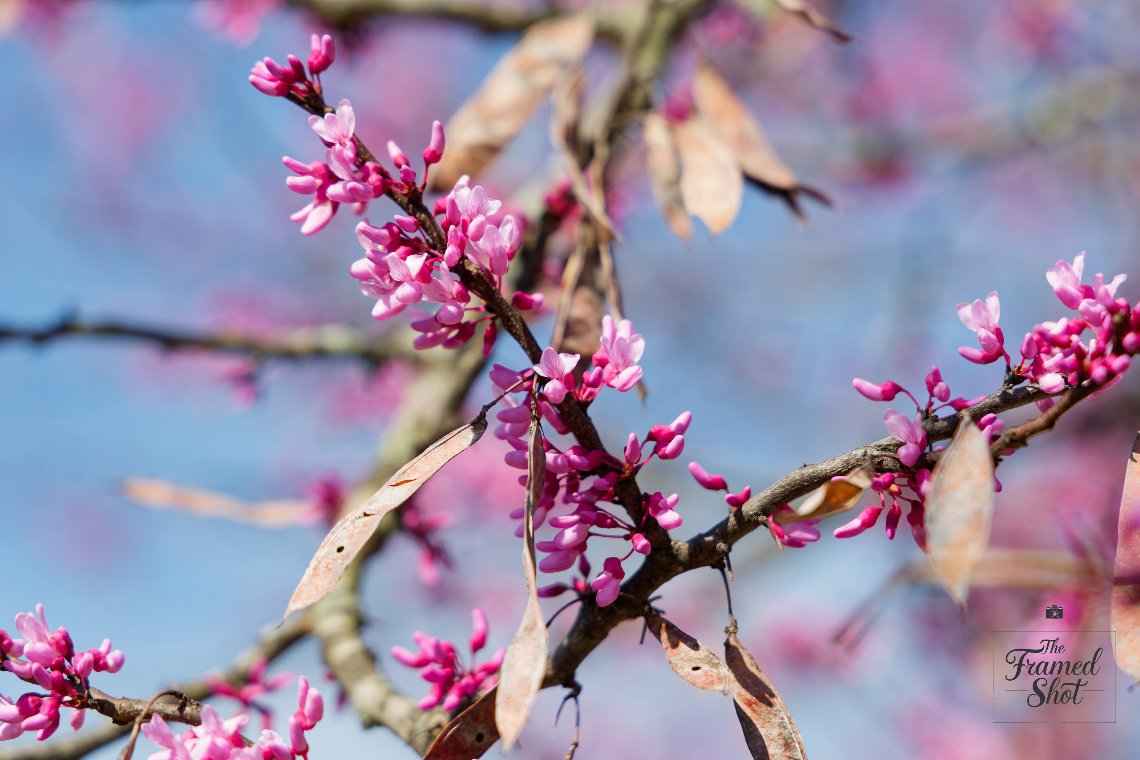 The Best Spots for Family & Portrait Photos in Richmond, VA